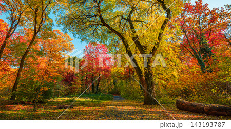 Serene autumn park pathway golden foliage scattered leaves tall trees soft warm fall daylight. Cozy seasonal wanderlust scenic. Peaceful autumn stroll outdoors 143193787