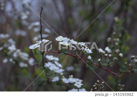 まさに枝に雪が降り積もった柳 春を告げる真っ白な雪柳の花とまんまるな蕾 まさに枝に雪が降り積もった柳 春を告げる真っ白な雪柳の花とまんまるな蕾 143193982