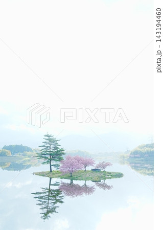 浮島に咲く八重桜 143194460