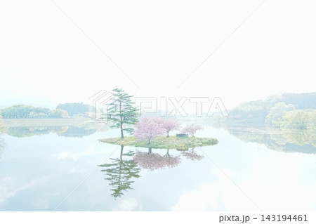 浮島に咲く八重桜 浮島に咲く八重桜 143194461