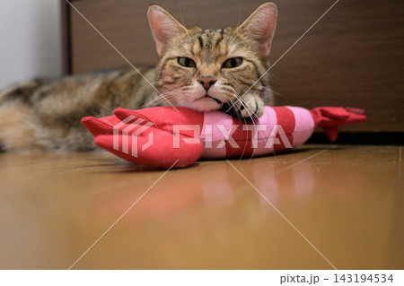 おもちゃに顎乗せする猫・アメリカンショートヘア 143194534