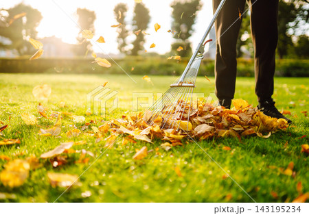 Cleaning up fallen leaves in the garden. Using a metal fan rake to clean the lawn from fallen leaves 143195234