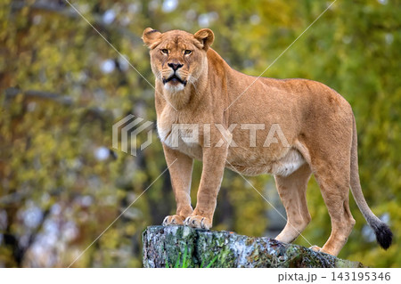 Lioness in a clearing Lioness in a clearing 143195346