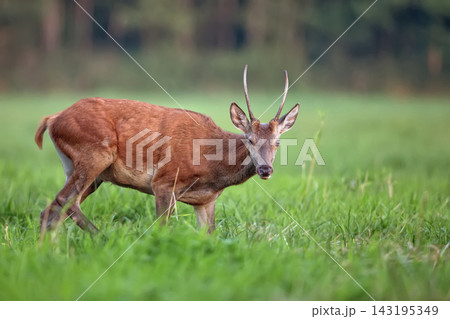 Red deer in a clearing a portrait Red deer in a clearing a portrait 143195349