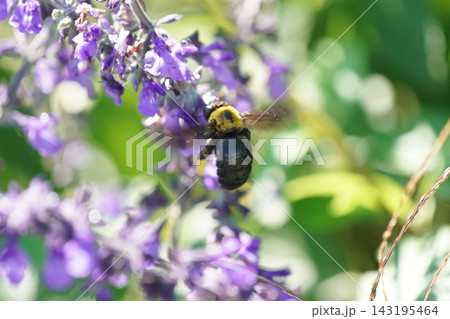 紫色の花の蜜を吸うクマバチ 143195464
