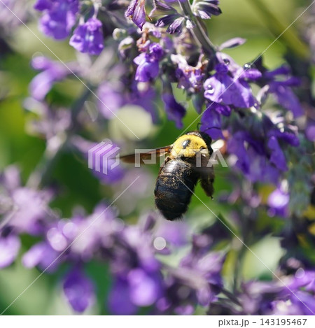 紫色の花の蜜を吸うクマバチ 紫色の花の蜜を吸うクマバチ 143195467