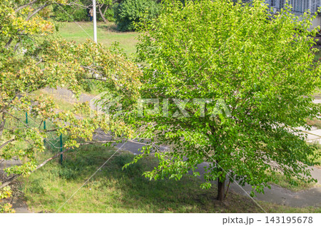 Trees in a park showing different shades of green and yellow leaves during daytime 143195678