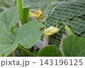 交尾をするウリハムシ 143196125