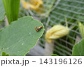 交尾をするウリハムシ 143196126