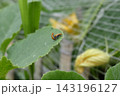 交尾をするウリハムシ 143196127