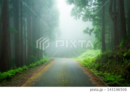 Scenic Empty Road Inside Foggy Cryptomeria Forest in Terceira, Azores Scenic Empty Road Inside Foggy Cryptomeria Forest in Terceira, Azores 143196508