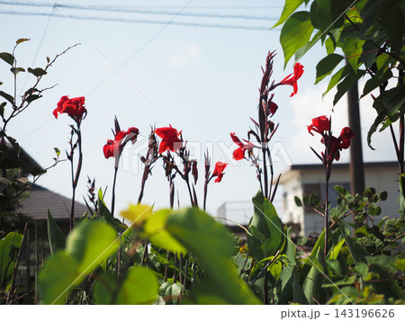 水辺に咲いた赤いカンナの花々(梅雨明けした日の線路端) 水辺に咲いた赤いカンナの花々(梅雨明けした日の線路端) 143196626