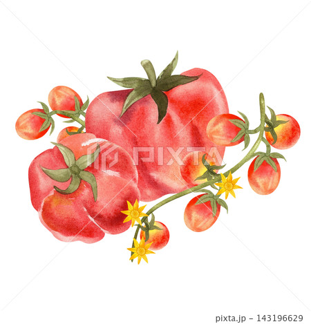 Watercolor composition of various red tomato varieties, isolated. Hand-drawn illustration of juicy, ripe vegetables for use in store displays, food-related contexts, and packaging design. Watercolor composition of various red tomato varieties, isolated. Hand-drawn illustration of juicy, ripe vegetables for use in store displays, food-related contexts, and packaging design. 143196629
