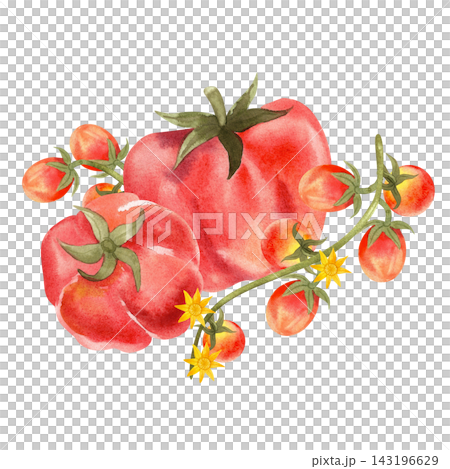 Watercolor composition of various red tomato varieties, isolated. Hand-drawn illustration of juicy, ripe vegetables for use in store displays, food-related contexts, and packaging design. Watercolor composition of various red tomato varieties, isolated. Hand-drawn illustration of juicy, ripe vegetables for use in store displays, food-related contexts, and packaging design. 143196629