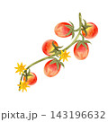 Red cherry tomatoes on the vine, isolated watercolor composition. Hand-drawn illustration of juicy, ripe vegetables for store, food product, and packaging design. 143196632