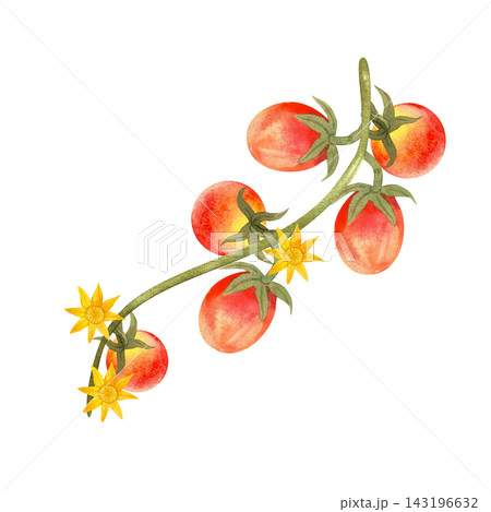 Red cherry tomatoes on the vine, isolated watercolor composition. Hand-drawn illustration of juicy, ripe vegetables for store, food product, and packaging design. Red cherry tomatoes on the vine, isolated watercolor composition. Hand-drawn illustration of juicy, ripe vegetables for store, food product, and packaging design. 143196632