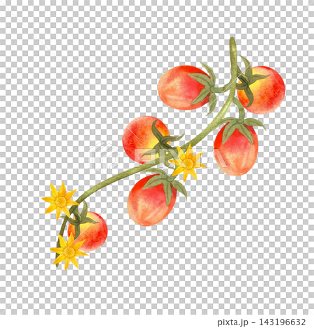 Red cherry tomatoes on the vine, isolated watercolor composition. Hand-drawn illustration of juicy, ripe vegetables for store, food product, and packaging design. Red cherry tomatoes on the vine, isolated watercolor composition. Hand-drawn illustration of juicy, ripe vegetables for store, food product, and packaging design. 143196632