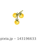 Yellow tomatoes on the vine, isolated watercolor composition. Illustration of juicy, ripe vegetables, hand-drawn for store or food-related designs. 143196633