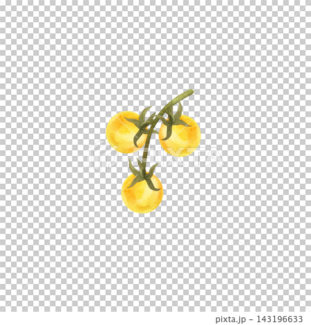 Yellow tomatoes on the vine, isolated watercolor composition. Illustration of juicy, ripe vegetables, hand-drawn for store or food-related designs. 143196633