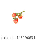 Red cherry tomatoes on the vine, isolated watercolor composition. Hand-drawn illustration of juicy, ripe vegetables for grocery store, market, or packaging design. 143196634
