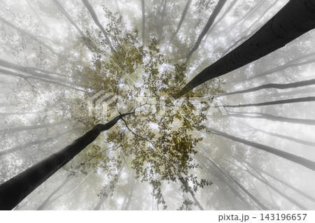 Misty forest with autumn leaves and tall trees 143196657