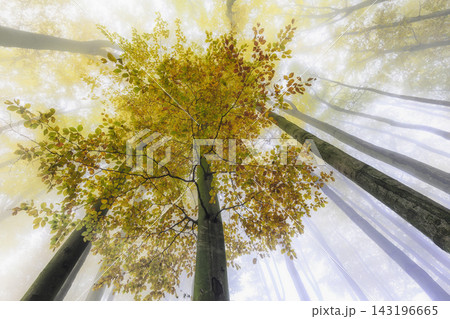 Autumn forest canopy with golden leaves and mist Autumn forest canopy with golden leaves and mist 143196665