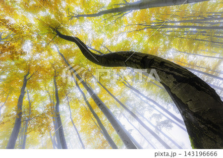 Autumn forest with golden leaves and large tree trunk Autumn forest with golden leaves and large tree trunk 143196666