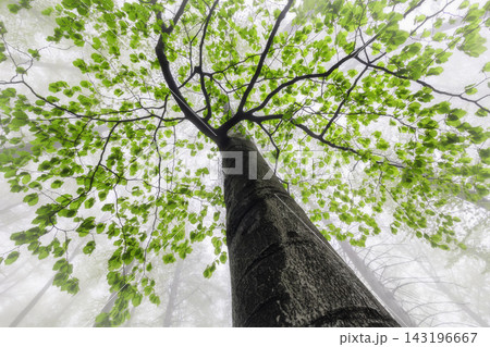 Green forest canopy with fresh leaves and tall tree trunk 143196667