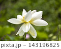 蓮の花 143196825