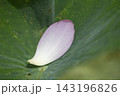 蓮の花びら 143196826