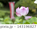 蓮の花 143196827