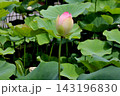 ハスのつぼみと葉 143196830