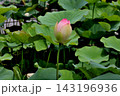 ハスのつぼみと葉 143196936