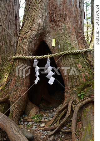 戸隠神社 奥社の参道の御神木 戸隠神社 奥社の参道の御神木 143197624