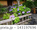 紫陽花 143197696