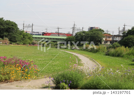 春の川沿いの公園に咲く花々と川に架かる鉄橋を走る電気機関車の風景 143197701