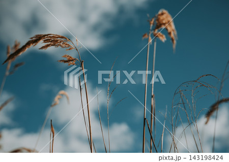 Dry grass stems swaying in the wind against a blue sky with soft white clouds. Warm natural tones, Atmosphere of summer or early autumn. Meadow land. 143198424