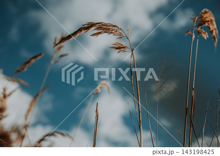 Dry grass stems swaying in the wind against a blue sky with soft white clouds. Warm natural tones, Atmosphere of summer or early autumn. Meadow land. Dry grass stems swaying in the wind against a blue sky with soft white clouds. Warm natural tones, Atmosphere of summer or early autumn. Meadow land. 143198425