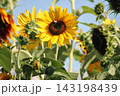 sunflower blooming outdoors on a sunny day with bright and cheerful mood close-up slightly elevated angle green leaves plant material nature photography floral arrangements garden scenes. sunflower blooming outdoors on a sunny day with bright and cheerful mood close-up slightly elevated angle green leaves plant material nature photography floral arrangements garden scenes. 143198439