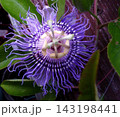 Passion Fruit Flower Garden Grow flowers blooming, outdoor serene close leaves stem plant Passion Fruit Flower Garden Grow flowers blooming, outdoor serene close leaves stem plant 143198441