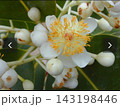 Calophyllum Kamani Flower Leatherleaf White flower with yellow stamens blooming Calophyllum Kamani Flower Leatherleaf White flower with yellow stamens blooming 143198446