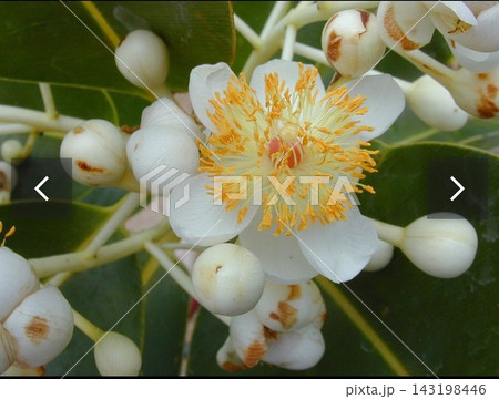 Calophyllum Kamani Flower Leatherleaf White flower with yellow stamens blooming Calophyllum Kamani Flower Leatherleaf White flower with yellow stamens blooming 143198446