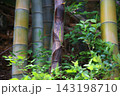 竹 143198710