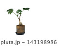 鉢植えの塊根植物 フィルミアナ・コロラータの右に余白付き 143198986