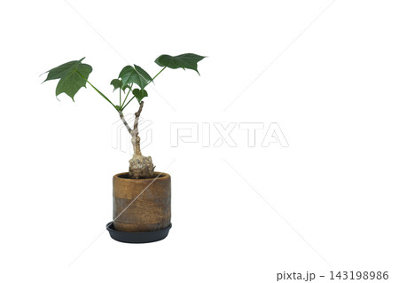 鉢植えの塊根植物 フィルミアナ・コロラータの右に余白付き 鉢植えの塊根植物 フィルミアナ・コロラータの右に余白付き 143198986