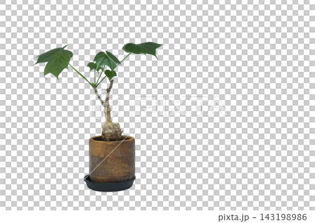 鉢植えの塊根植物 フィルミアナ・コロラータの右に余白付き 鉢植えの塊根植物 フィルミアナ・コロラータの右に余白付き 143198986