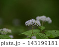 新緑の森に咲くコアジサイ 143199181