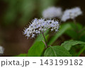 新緑の森に咲くコアジサイ 143199182