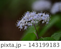 新緑の森に咲くコアジサイ 143199183
