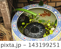 金魚すくい屋さん 143199251